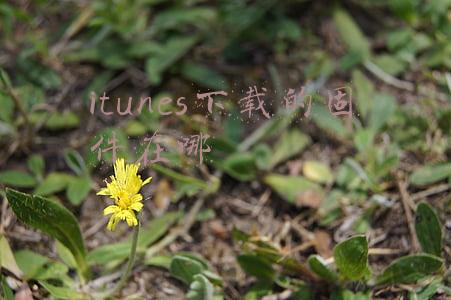 itunes下载的固件在哪