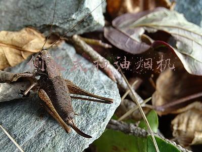 侧吸式抽油烟机
