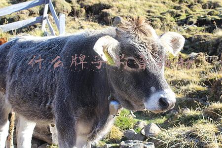 汽车音响改装什么牌子的音响好(无损安装你值得拥有，奔驰E260音响升级芬朗专车专用音响)