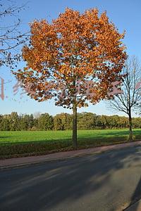 美国纽约理工学院