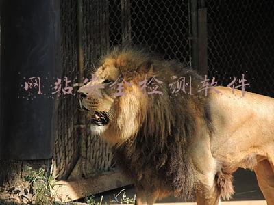 网络安全监测软件(有了这4个软件安全测试工具，写安全测试报告不用愁)