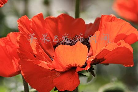 苹果8发布时间
