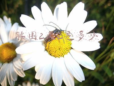 腰围2尺2是多少
