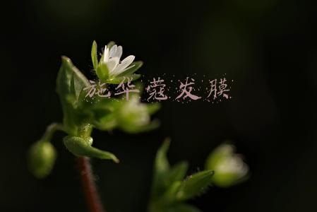 施华蔻发膜