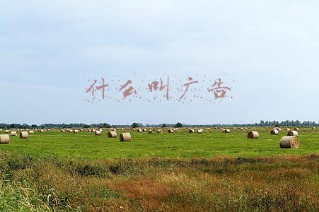 什么叫广告