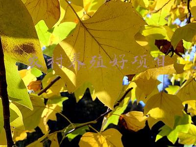 农村养殖好项目