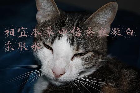 相宜本草四倍蚕丝补水亮肤面膜怎么样(编辑评测：相宜本草四倍多萃凝白面膜)