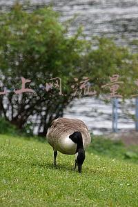 手机上网流量监控