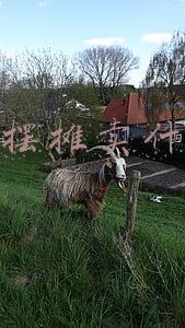 夜市摆摊卖什么好