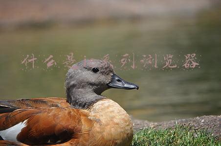 什么是ie系列浏览器