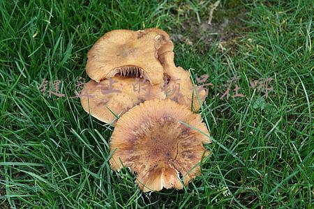 键盘上的顿号在哪里(顿号在键盘上怎么打？每日一答)