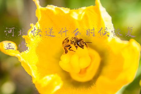 河北快递什么时候恢复正常