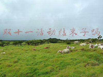 双十一活动结束了吗