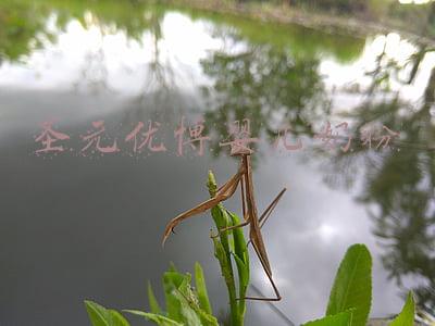 圣元优博婴儿奶粉