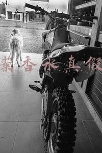 小雏菊香水真假辨别