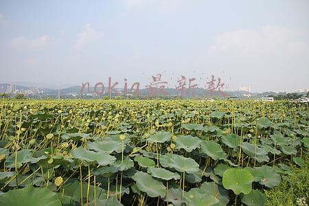 nokia最新款