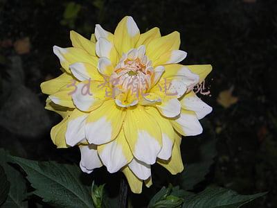 3d智能电视