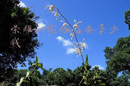 华为荣耀v9上市时间大曝光 售价是多少（荣耀v9刚上市多少钱）