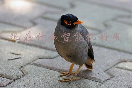好的智能机(外媒评2021十大最佳手机：1款国产机上榜 你用过吗？)