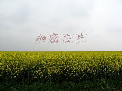 苹果加密芯片(解密苹果的神秘芯片)