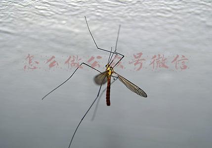 怎么做公众号微信