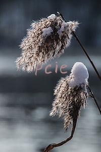 pcie