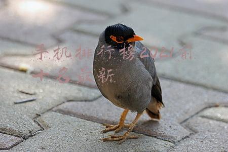 手机排行榜2021前十名最新2000元(2021年（2月）千元机推荐，2000元以内高性价比手机推荐)