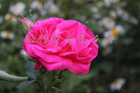 苹果微信分身怎么弄(苹果手机微信分身怎么弄)