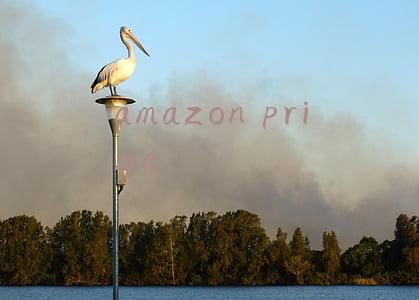 amazon prime