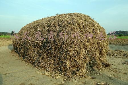 电脑加速器免费永久(黑沙台服放大招：连续登入可获永久免费，邀请新玩家还有礼包拿)