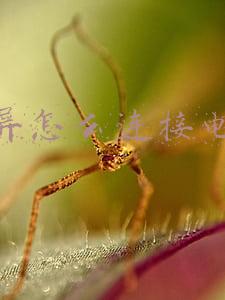 投屏怎么连接电视苹果手机(苹果手机怎么投屏到电视上？这里有份教程)