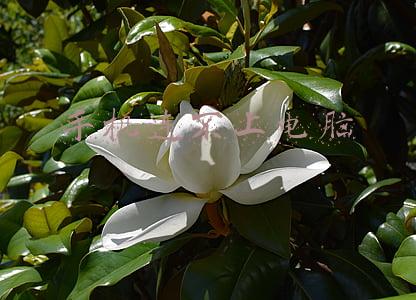 手机连不上电脑是怎么回事(家里WIFI信号正常，但是手机连不上？解决办法及原因汇总来了)