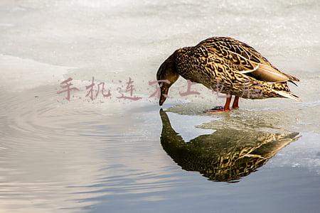 手机连不上电脑蓝牙(技术丨如何解决蓝牙设备无法连接的问题？)