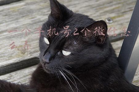 一个手机号2个微信怎么弄