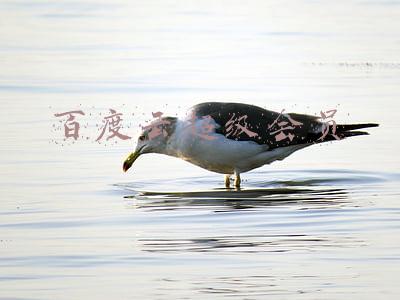 百度云超级会员怎么取消自动续费(百度超级会员自动续费太坑)