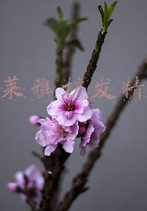 欧莱雅护发精油怎么打开(欧莱雅护发精油，养护干枯受损毛糙全靠小金瓶)