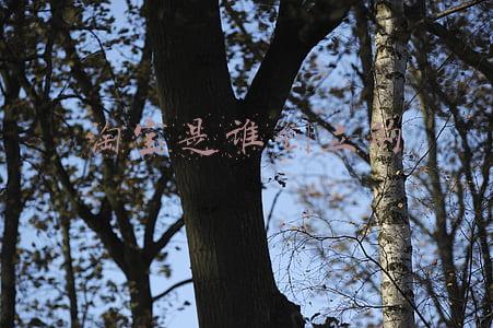 淘宝网创立于哪一年(618 将至，手机淘宝再次宣布更名为“淘宝”)