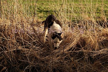 ibm计算机(美国重返全球超算“霸主”之位：IBM助力超级计算机超越中国神威)
