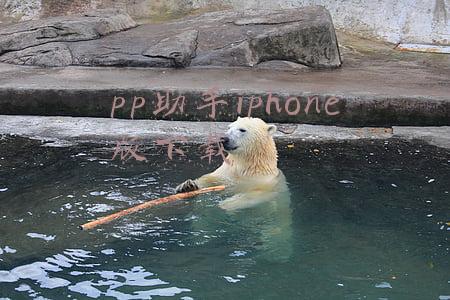 pp助手iphone版下载正版2021(PP助手偷偷的在AppStore上架，太绝了)