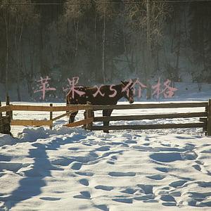 苹果xs价格
