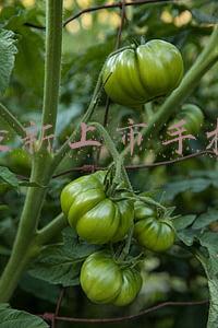 华为最新上市手机(华为Mate50确认，发布时间让人惊喜)