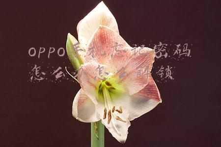 oppo手机忘记密码怎么办怎么解锁