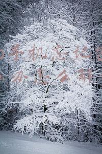vivo手机忘记密码怎么办怎么解锁(vivo手机忘记密码怎么解锁？)