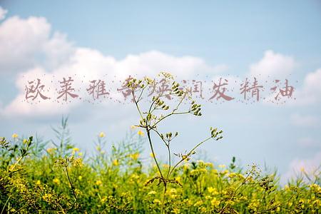 欧莱雅奇焕润发精油价格(屈臣氏值得回购1万次的好物，最便宜的只要11块)