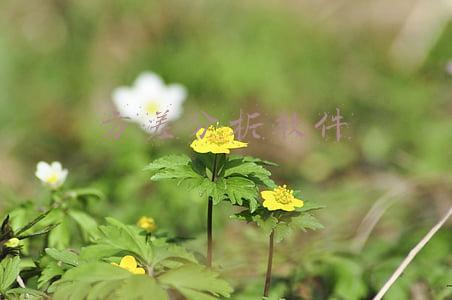 田间试验方差分析软件(生物有机肥对库尔勒香梨产量及品质的影响)
