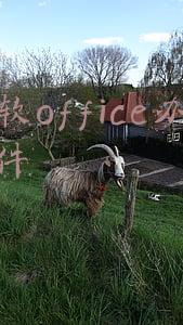 微软office办公软件