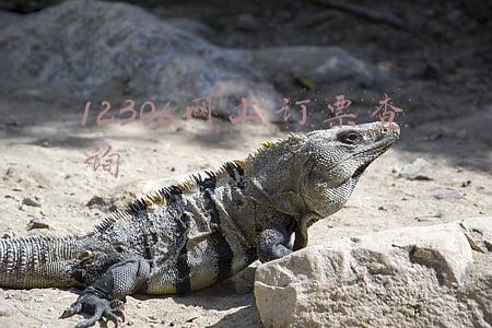 12306网上订票查询