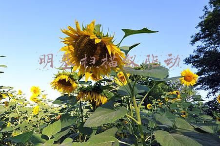 明基扫描仪驱动安装后ADF(商务应用得力助手 桌面级扫描仪百里挑六)