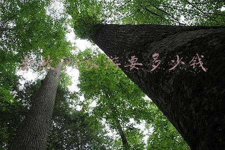 去欧洲旅游要多少钱