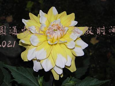 圆通快递放假时间2020(2020年春节快递几号停运 2020顺丰、中通、申通、圆通快递春节停运最新通知)
